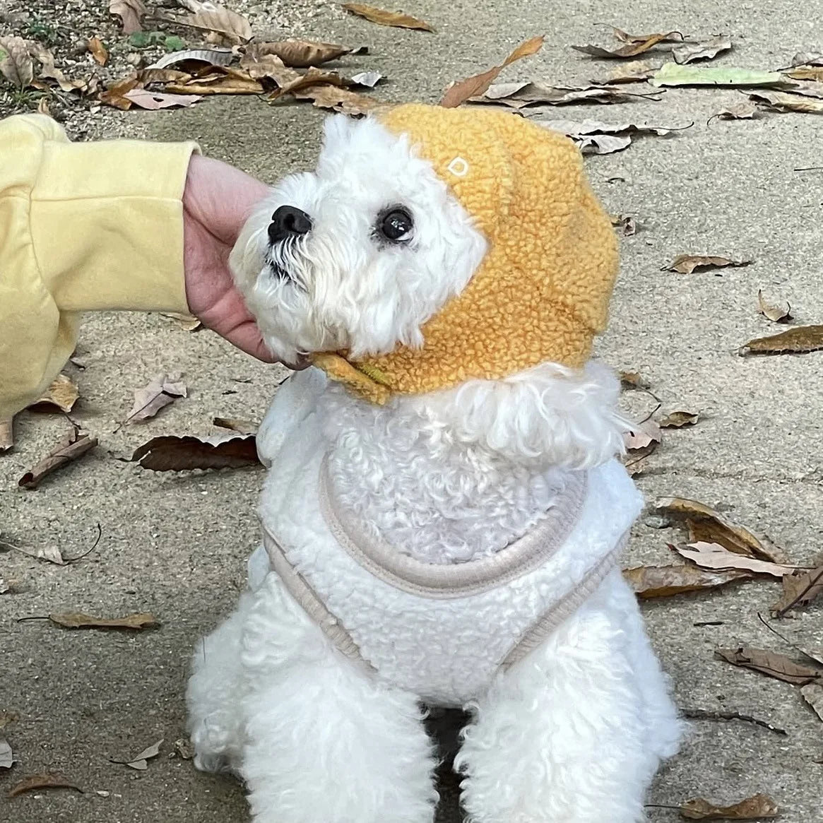 Warm Winter Hat for Small Dogs
