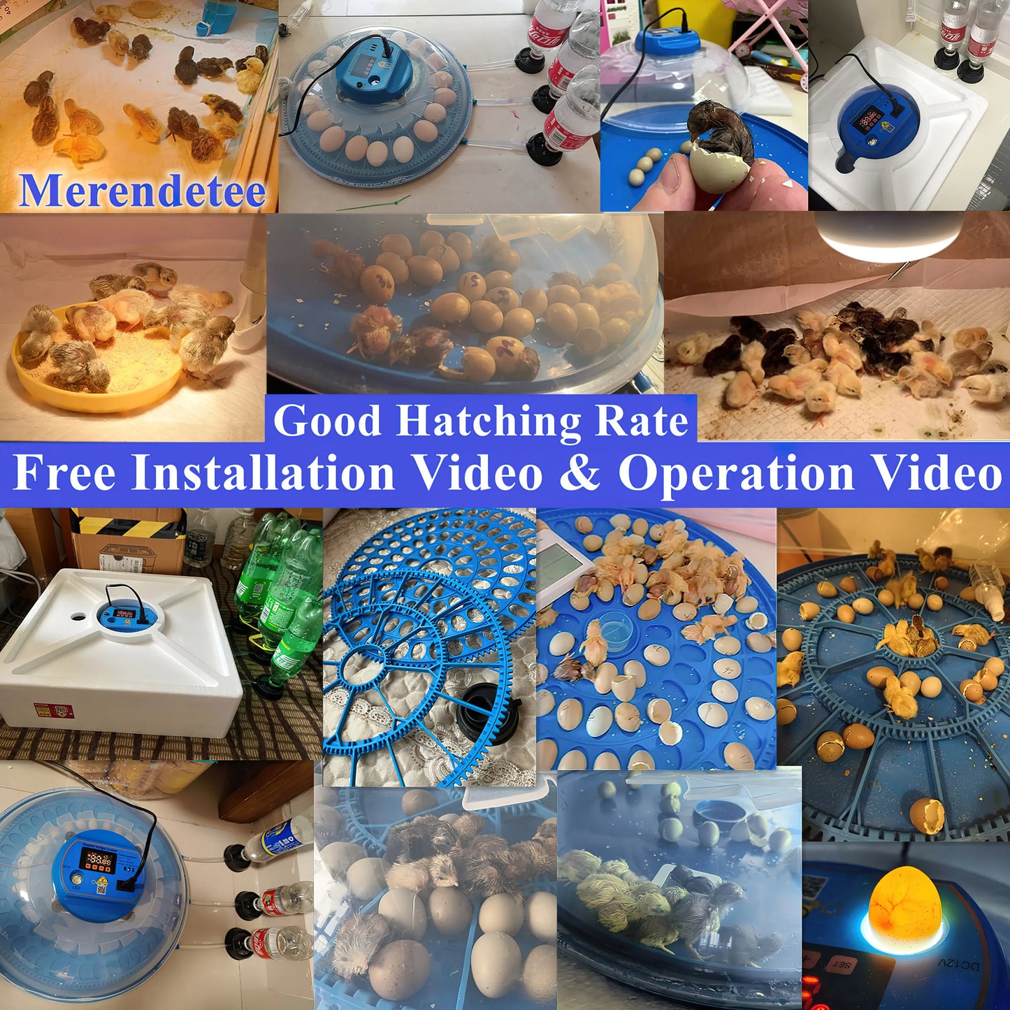 Automatic Egg Incubator with Egg Candler