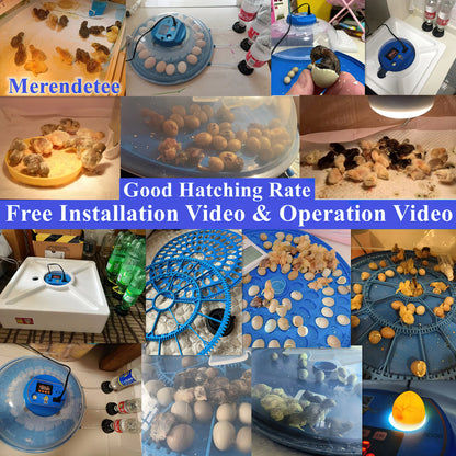 Automatic Egg Incubator with Egg Candler