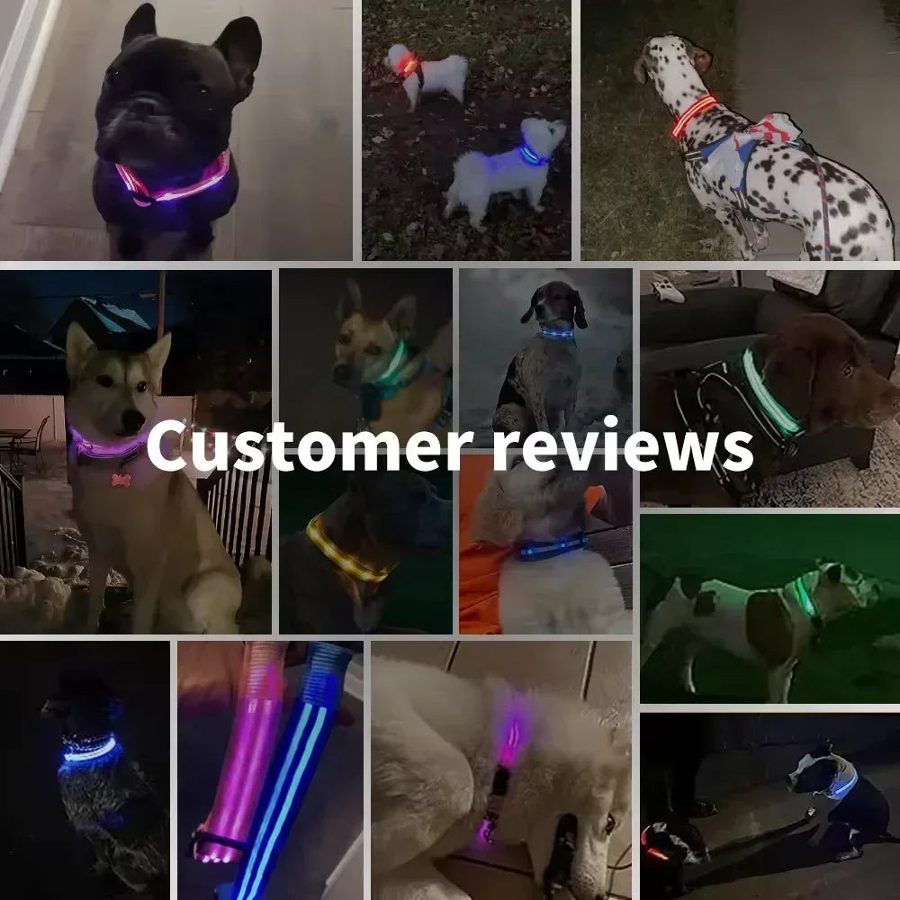 LED Rechargeable Dog Collar for Night Walks