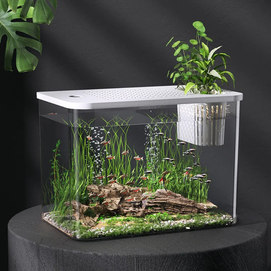 Clear Fish Tank with Lid