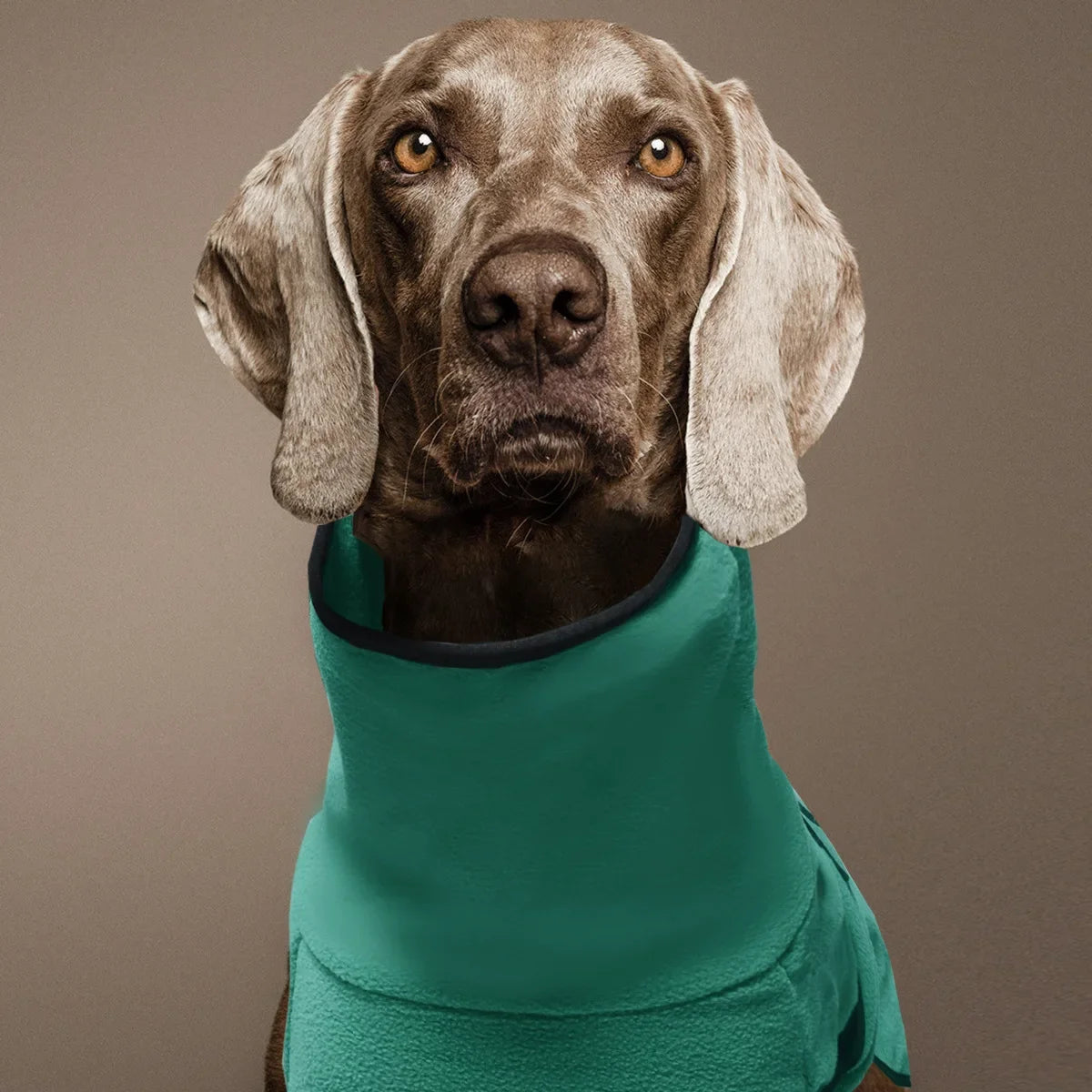 Windproof Winter Dog Coat